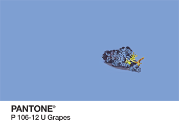 Grapes Pantone PhonoRealism