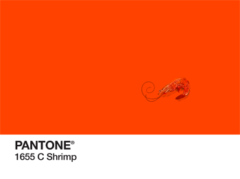 Shrimp Pantone PhonoRealism